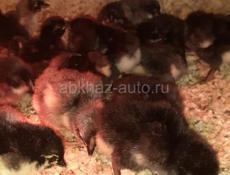 Продаются цыплята породы Джерский гигант