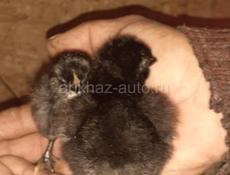 Продаются цыплята породы Джерский гигант