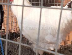 Продаются петухи породы Джерский гигант