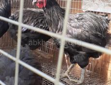 Продаются петухи породы Джерский гигант