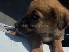 Щенки в добрые руки