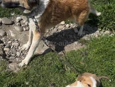 Щенки в добрые руки