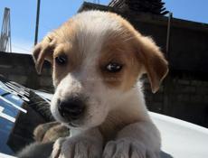 Щенки в добрые руки