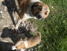 Щенки в добрые руки