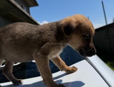 Щенки в добрые руки