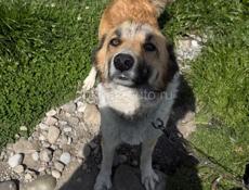 Щенки в добрые руки