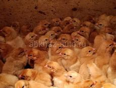 Породистые цыплята в наличии!