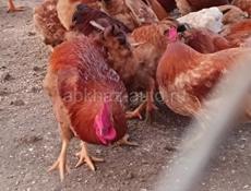 Породистые цыплята в наличии!