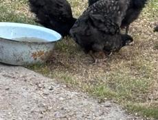 Калдахвара , Гагра , Пицунда 