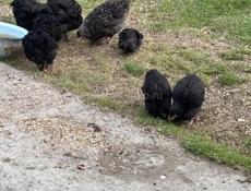 Калдахвара , Гагра , Пицунда 