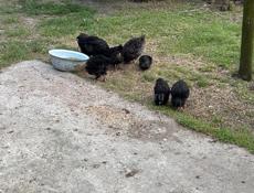 Калдахвара , Гагра , Пицунда 