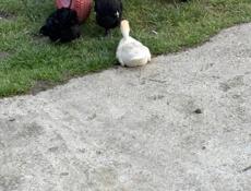 Калдахвара , Гагра , Пицунда 