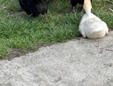 Калдахвара , Гагра , Пицунда 