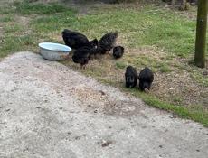 Калдахвара , Гагра , Пицунда 