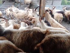 Срочно коза с козлëнком 