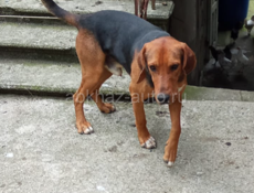 Потерялась!в районе стадиона!