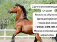 Куплю лошадей 