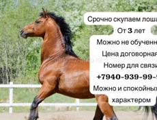 Куплю лошадей 