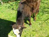 Продаётся бычок. 55 кг.. Цена 40.т.звоните.суда 9631667.