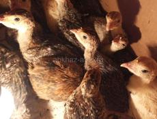 Продаются индюшата породы северокавказская бронза.