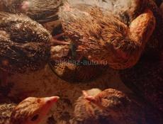 Продаются индюшата породы северокавказская бронза.