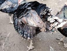 Продаются индюшата породы северокавказская бронза.