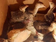 Продаются индюшата породы северокавказская бронза.