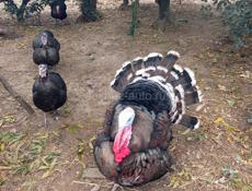 Продаются индюшата породы северокавказская бронза.