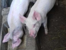 Атдаю парасят, некаму с матери, денег нет чтоби кармит