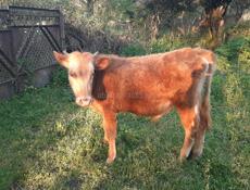 Продаётся бычок 