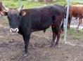 Продаётся бычок 