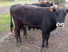 Продаётся бычок 