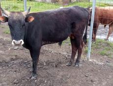 Продаётся бычок 