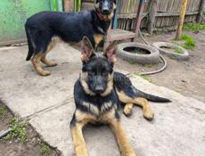 Срочная продажа немецкой овчарки ❗ 