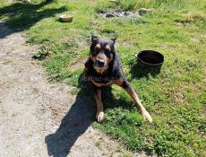 Щенки немецкой овчарки.