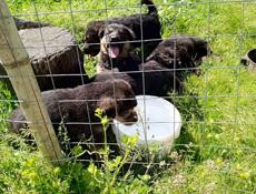 Щенки немецкой овчарки.