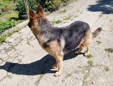 Щенки немецкой овчарки.