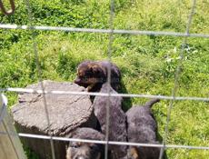 Щенки немецкой овчарки.