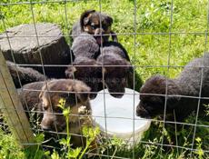 Щенки немецкой овчарки.