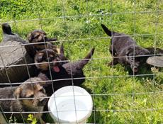 Щенки немецкой овчарки.