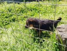 Щенки немецкой овчарки.