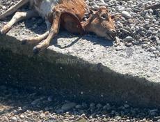 Хозяин найдись ,отзовись!!!! 