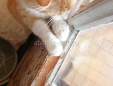 Рыжий мальчик, 3 годика.