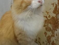 Рыжий мальчик, 3 годика.