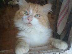 Рыжий мальчик, 3 годика.