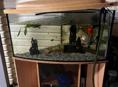Аквариум с тумбой  рыбками 300 л