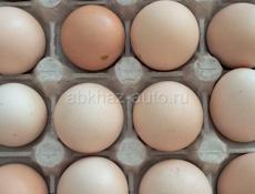 Яица домашние