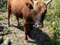 продается бычок