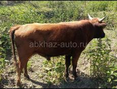 продается бычок