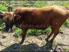 продается бычок